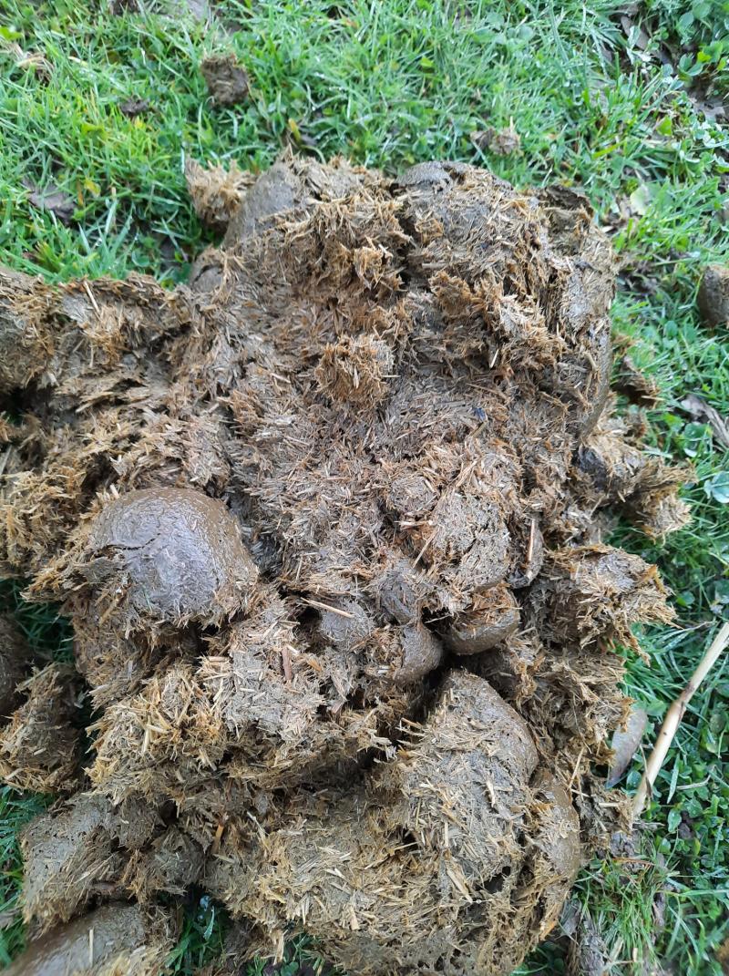 Kotwasser, ce syndrome incompris, une piste ici ?