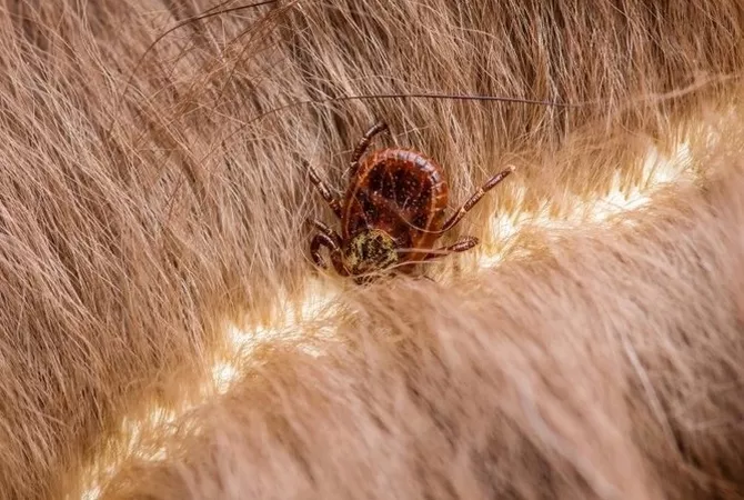 Lyme chez le cheval, est-ce seulement une histoire de tique ?